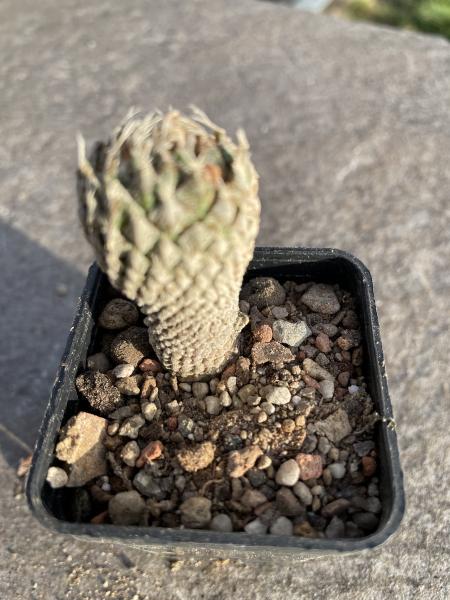 Encephalocarpus strobiliformis